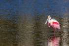 Roseate spoonbills display their bright pink color. Art Print